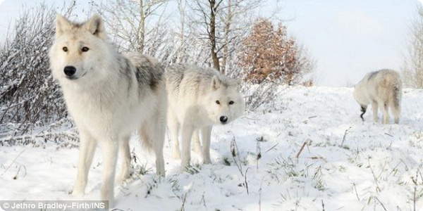 Вперше на території британського графства Беркшир (Berkshire), розташованого в південній частині Англії, з'явилися перші полярні або арктичні вовки