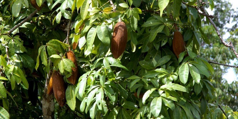 У бобах какао міститься близько 300 різних речовин