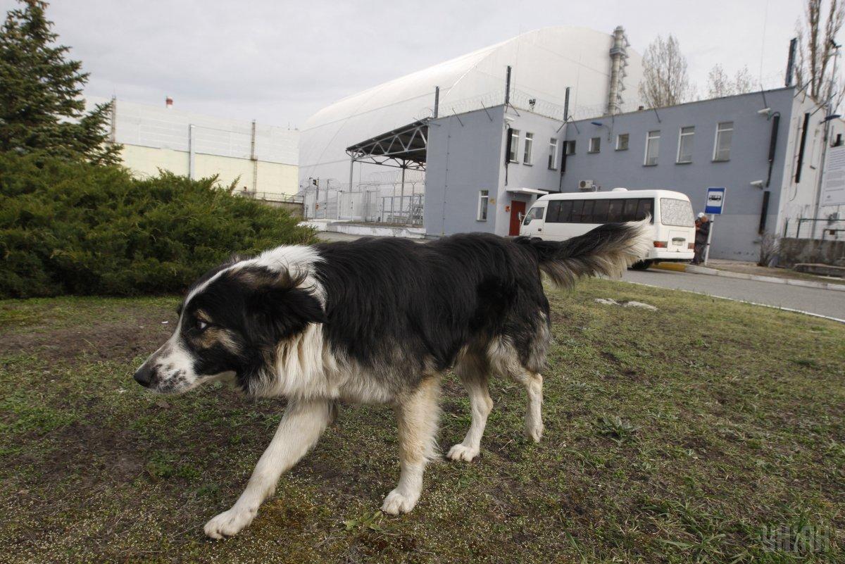 Активісти організували програму, яка дозволяє американцям забрати собі собак із зараженої радіацією зони
