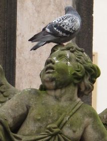 Ілюстративне фото: Христина Макова, Чеське радіо - Радіо Прага   «Голуби у нас псують скульптури в парках і на площах