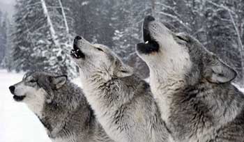 Якщо місце проживання вовків дізнаються, то мисливці підходять до нього нечутно, щоб не злякати звірів