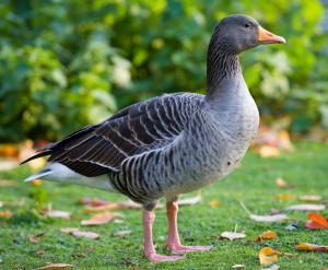 Види гусей на яких дозволено полювати