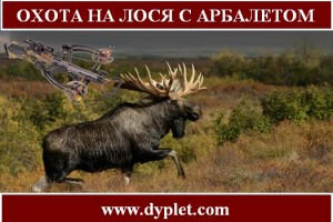 Не вірю, що полювання на лося з арбалетом практикується мисливцями в сучасне час