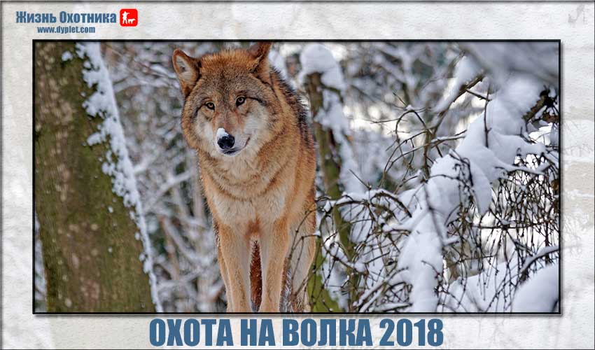 Перша полювання на вовка 2018 у деяких регіонах була проведена з метою негайного винищення цього хижака, тому що виникла реальна загроза безпеці місцевого населення