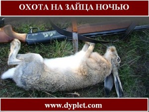 Полювання на зайця вночі є одним із способів полювання на зайця, яка проводиться в той час, коли випадає багато снігу і полювання на зайця з гончими неможлива