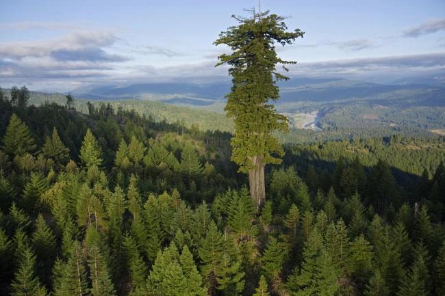 Отже, тема нашої сьогоднішньої статті - найвищі дерева в світі