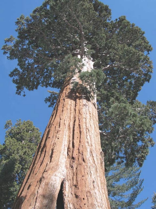 На даний момент, за офіційними даними, найвище дерево в світі - секвойя Гіперіон