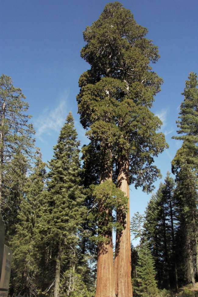 Діаметр стовбура цього дерева склав 3,78 метра
