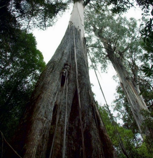 Є повідомлення, що раніше ці дерева виростали до 155 м в висоту, однак документально це ніяк не підтверджено