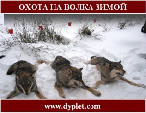 Полювання на вовка взимку вважається однією з найуспішніших, ніж в іншу пору року