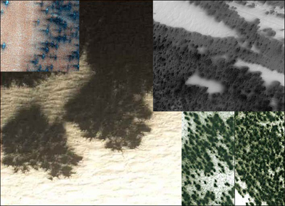 Орбітальний зонд Mars Reconnaissance Orbiter зробив безліч знімків, на яких видно об'єкти, змахують на незвичайну, привабливу неземною красою рослинність